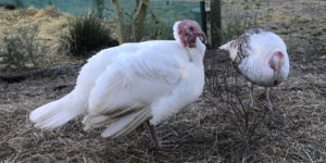 Arion Farm Review : Fun, Interactive and Affordable