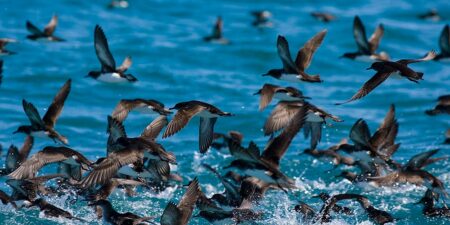 Eco Tours for Seniors in New Zealand