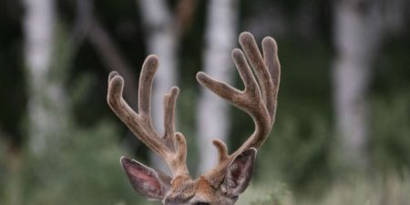 The Uses and Benefits of New Zealand Deer Velvet